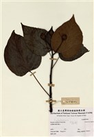 藏品(Ileuuites montans (Loun) hila)的圖片